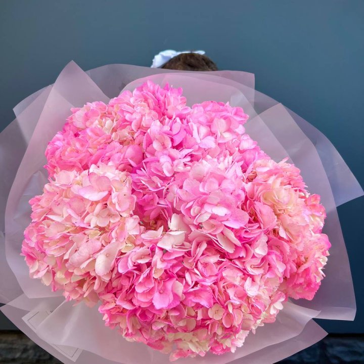 9 ярко розовых гортензий в Калининграде