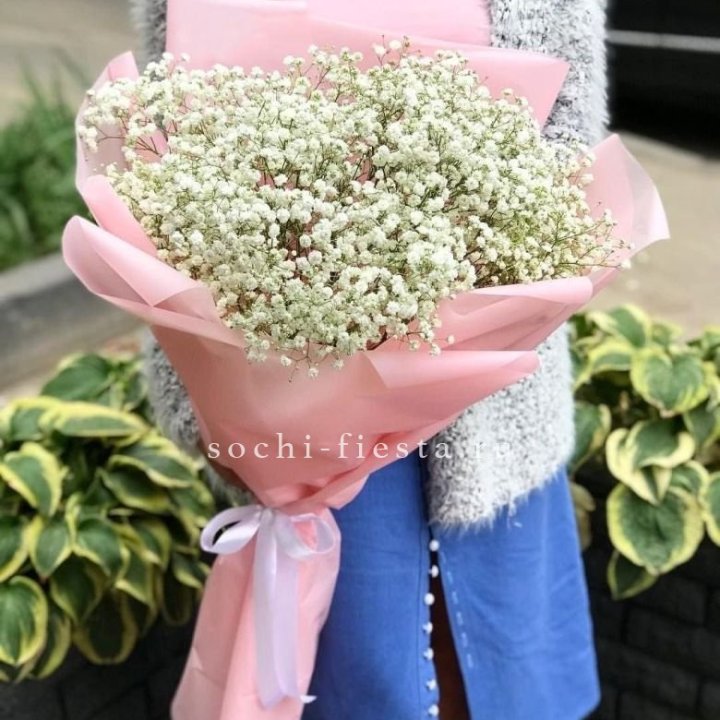 Белоснежные гипсофилы в Калининграде