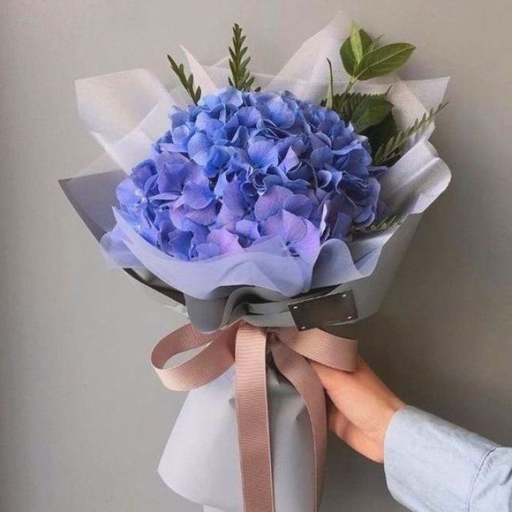 Гортензия голубая в Калининграде