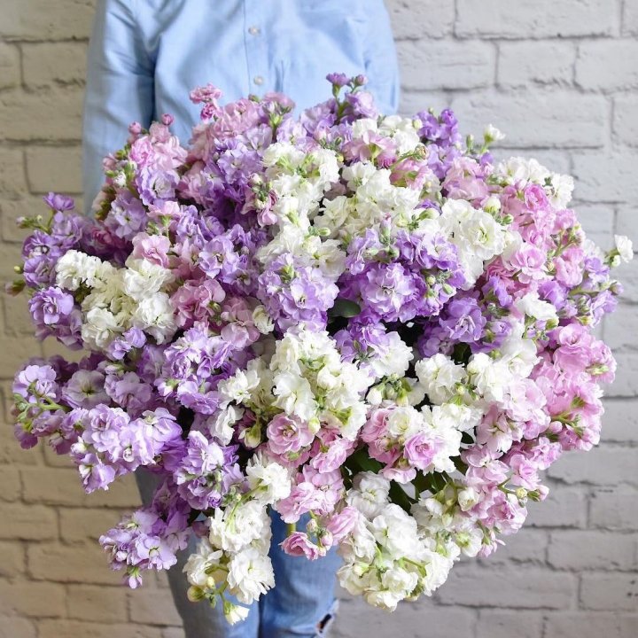 Облако маттиол в Калининграде