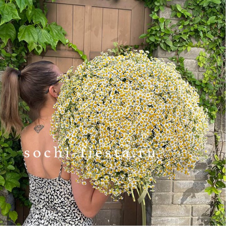 101 ромашка в Калининграде