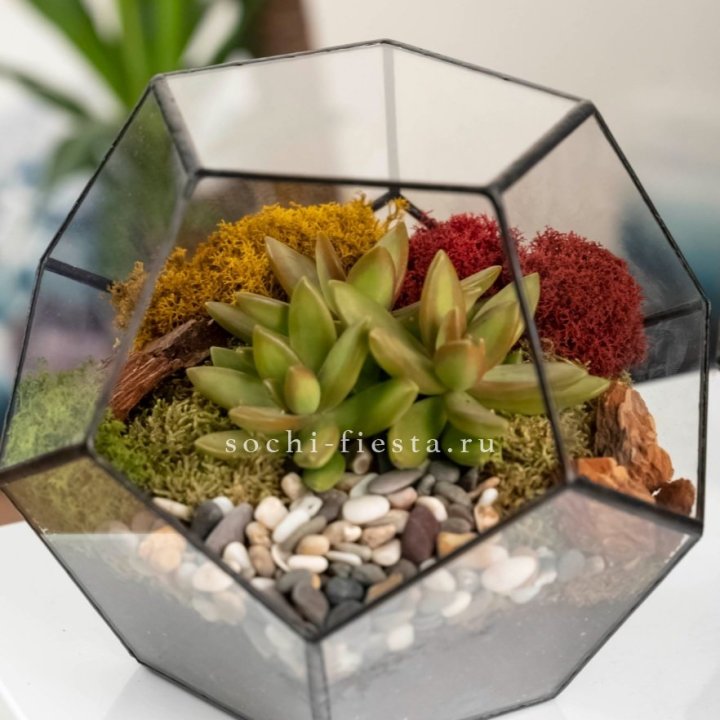 Флорариум “Додекаэдр” с суккулентом Седум в Калининграде