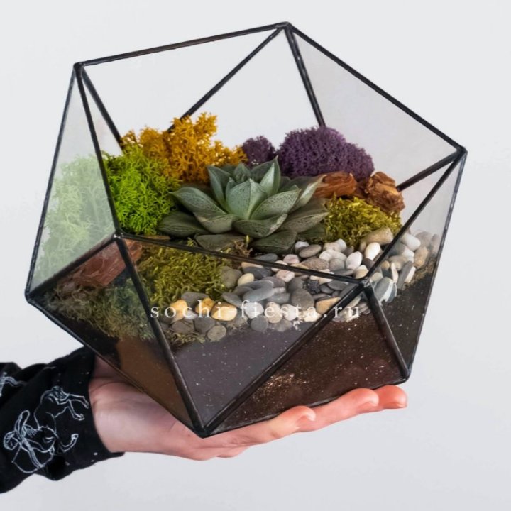 Флорариум “Икосаэдр” с суккулентом Каменная Роза в Калининграде