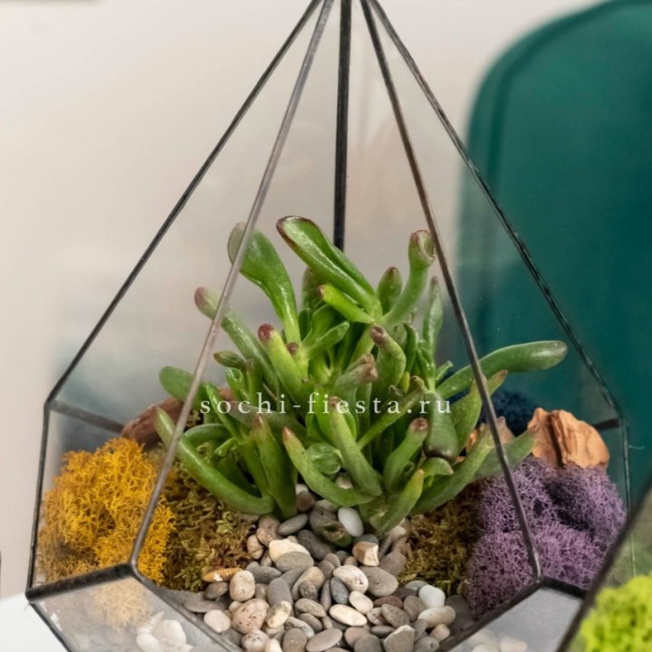 Флорариум “Капля” с суккулентом Крассула Хоббит в Калининграде