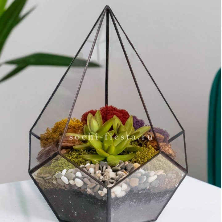 Флорариум Капля с суккулентом в Калининграде