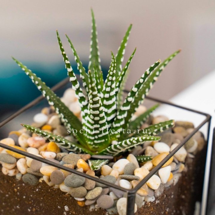 Флорариум Кубик с суккулентом Хавортия в Калининграде