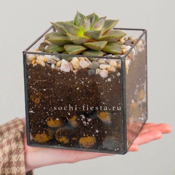 Флорариум Кубик с суккулентом Каменная роза в Калининграде
