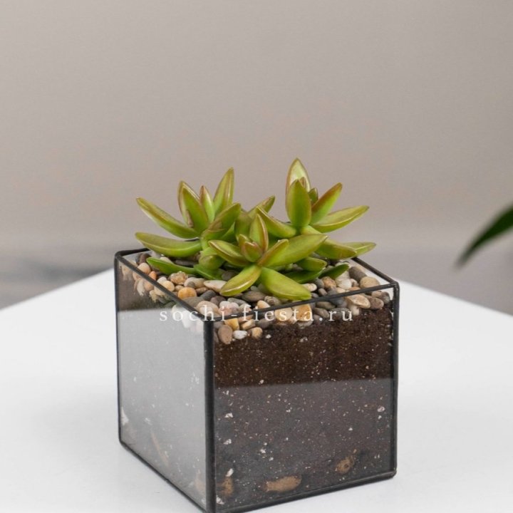 Флорариум Кубик с суккулентом Седум в Калининграде