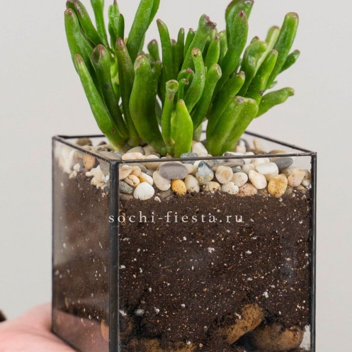 Флорариум Кубик с суккулентом Хоббит в Калининграде