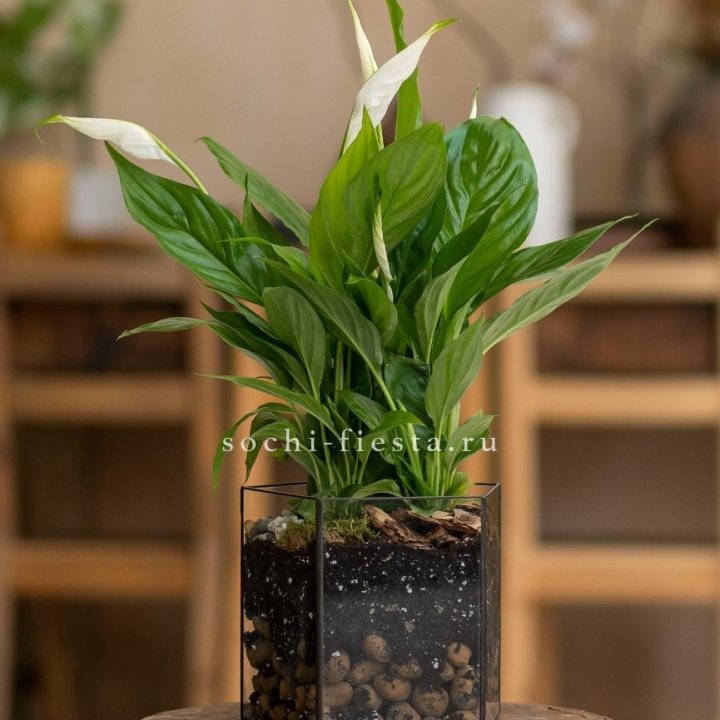 Спатифиллум в кашпо Пятиугольник в Калининграде