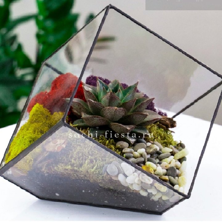 Флорариум Куб усеченный с суккулентом Каменная роза в Калининграде