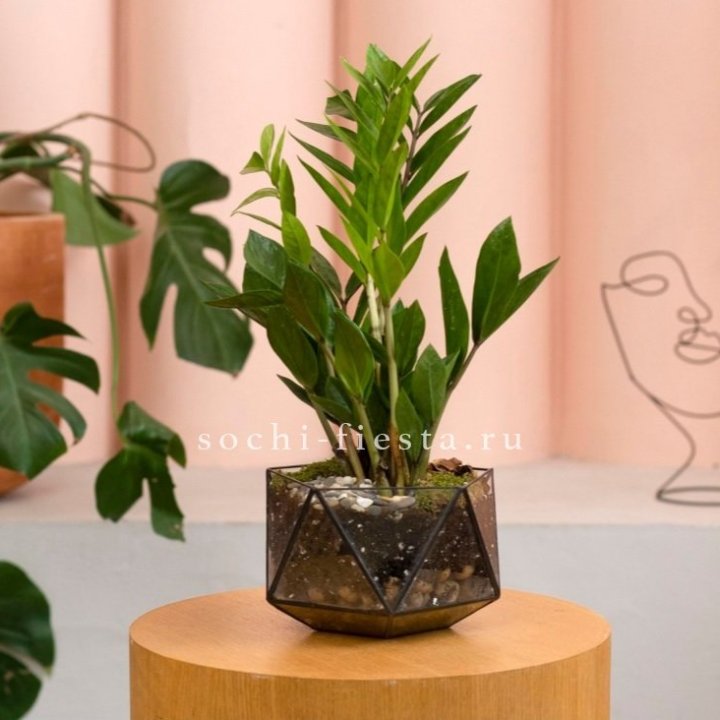 Замиокулькас в кашпо Икосаедр в Калининграде