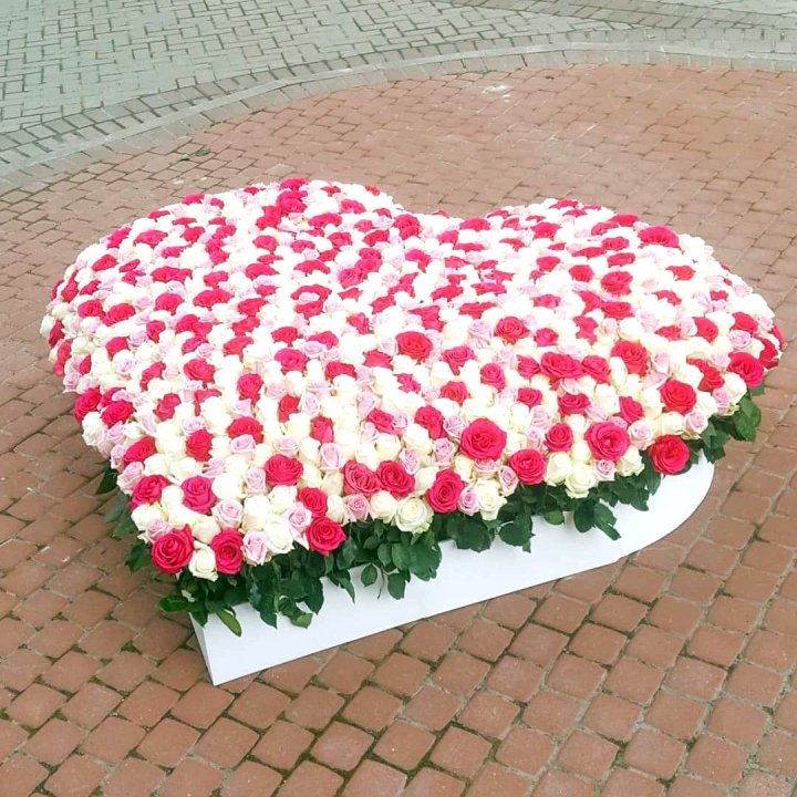 555 роза  в Калининграде