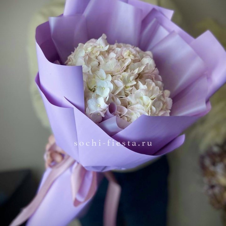 Гортензия розовая в Калининграде