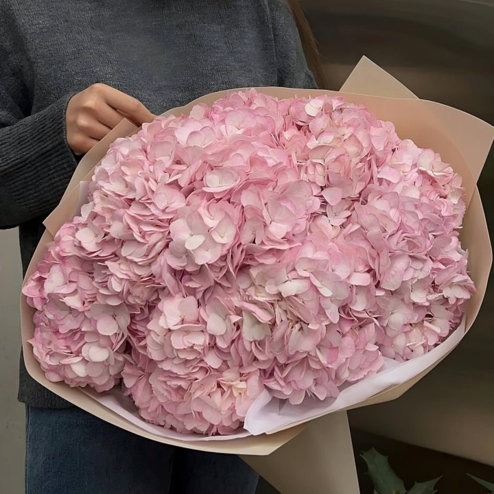 Гортензия  "РОЗЕ" в Калининграде