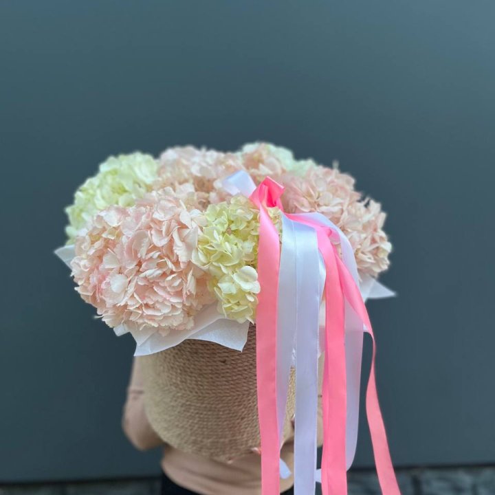 7 гортензий в кашпо в Калининграде