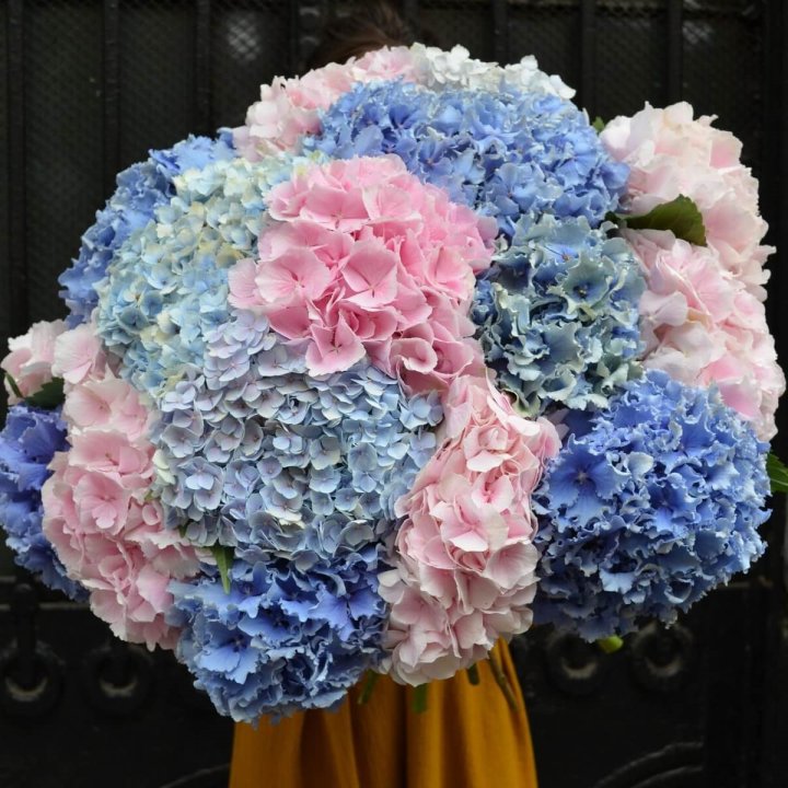 Букет гортензий "Фонтан" в Калининграде