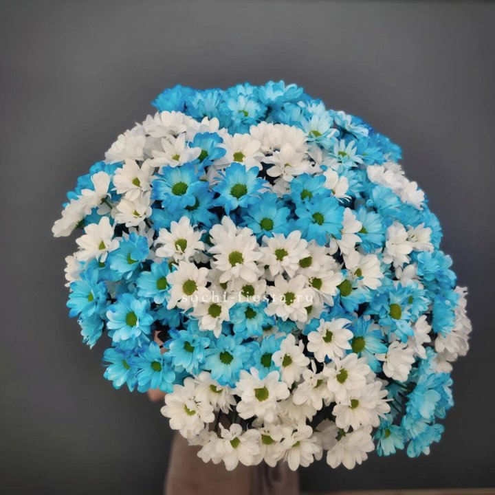  Букет хризантем микс в Калининграде