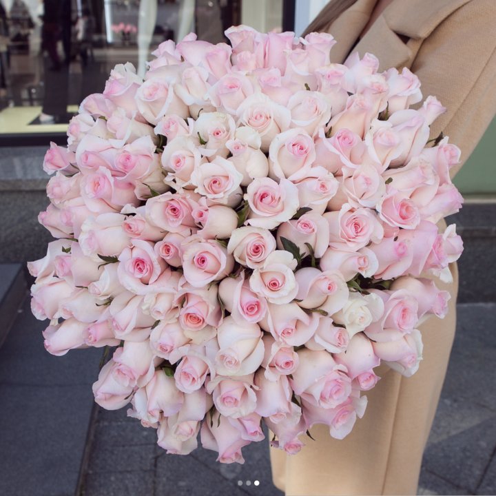 Розы "Пинк бум" в Калининграде