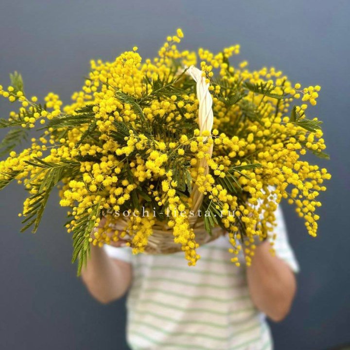 Весенняя корзина мимозы в Калининграде