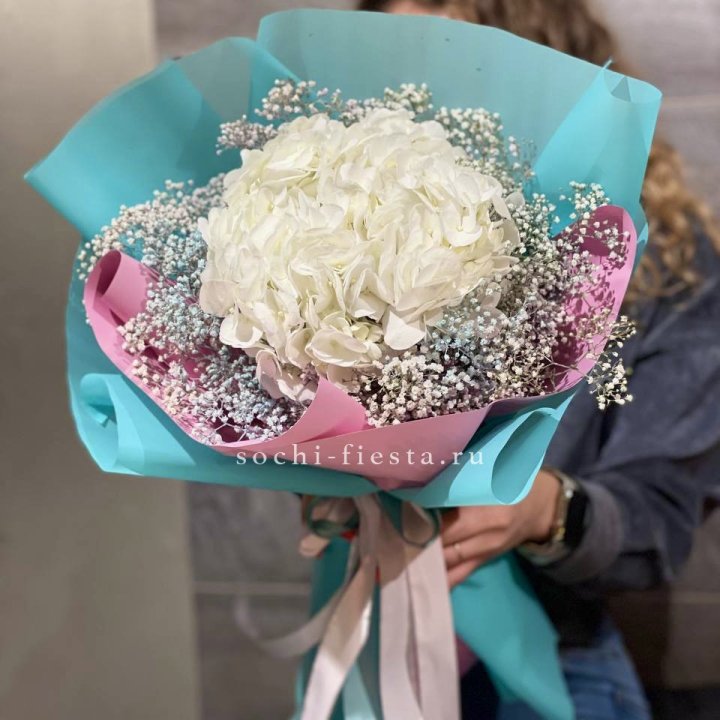 Гортензия "Райдов" в Калининграде