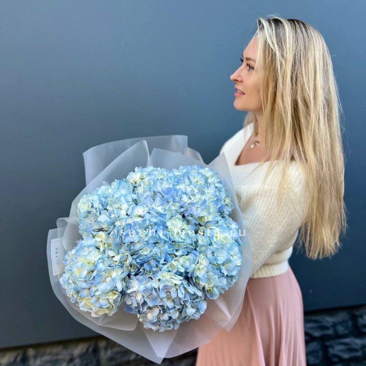 7 голубых гортензий в Калининграде