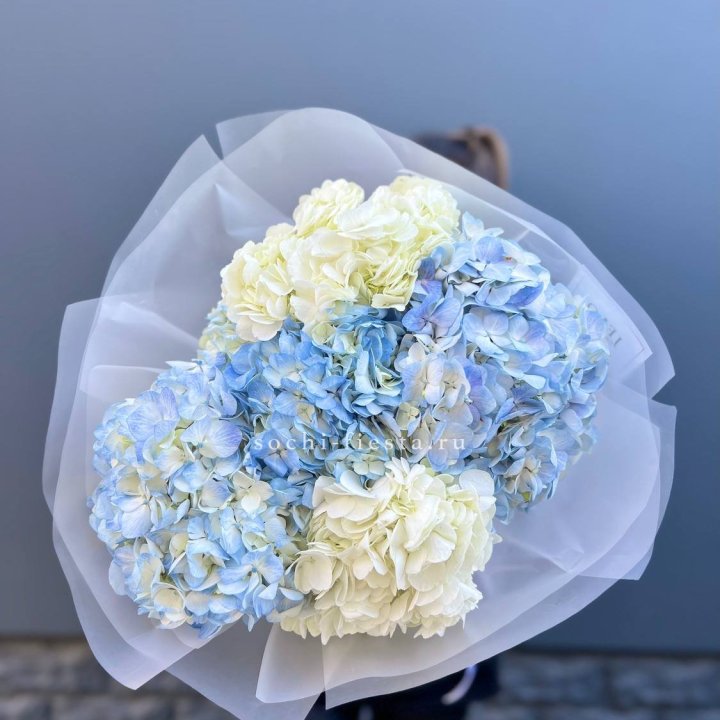5 бело-голубых гортензий в Калининграде