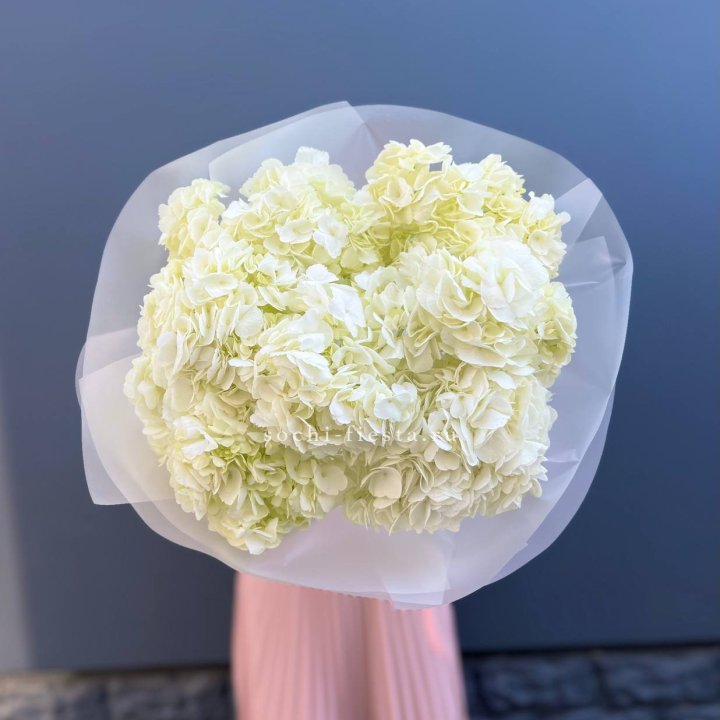 7 белых гортензий в Калининграде