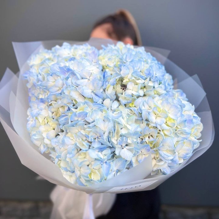 5 голубых гортензий в Калининграде