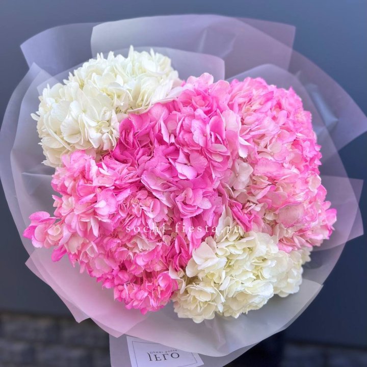 5 бело-розовых гортензий в Калининграде