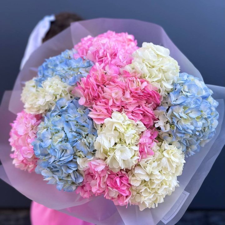 11 гортензий микс в Калининграде