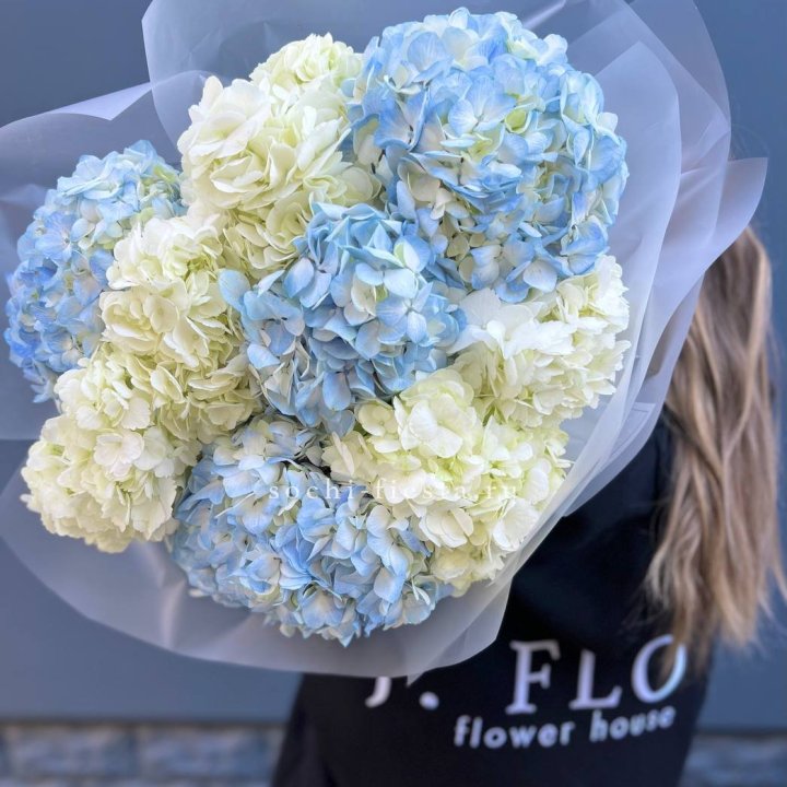 9 бело-голубых гортензий в Калининграде