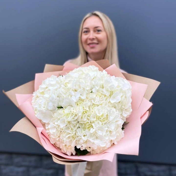 Гортензия белая в Калининграде