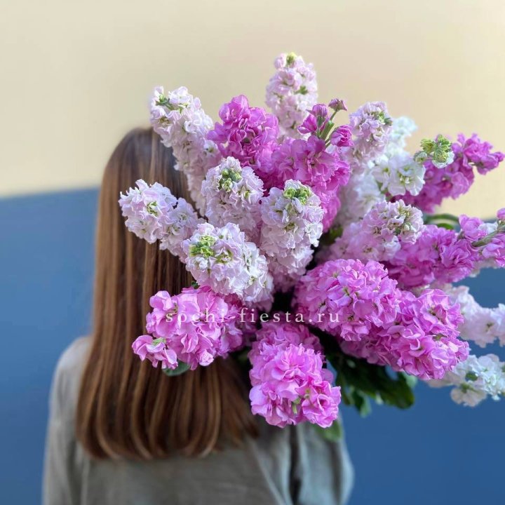 Охапка маттиолы в Калининграде