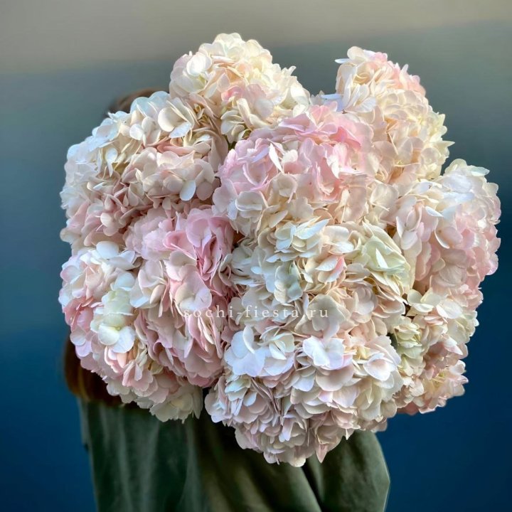 Охапка розовой гортензии в Калининграде