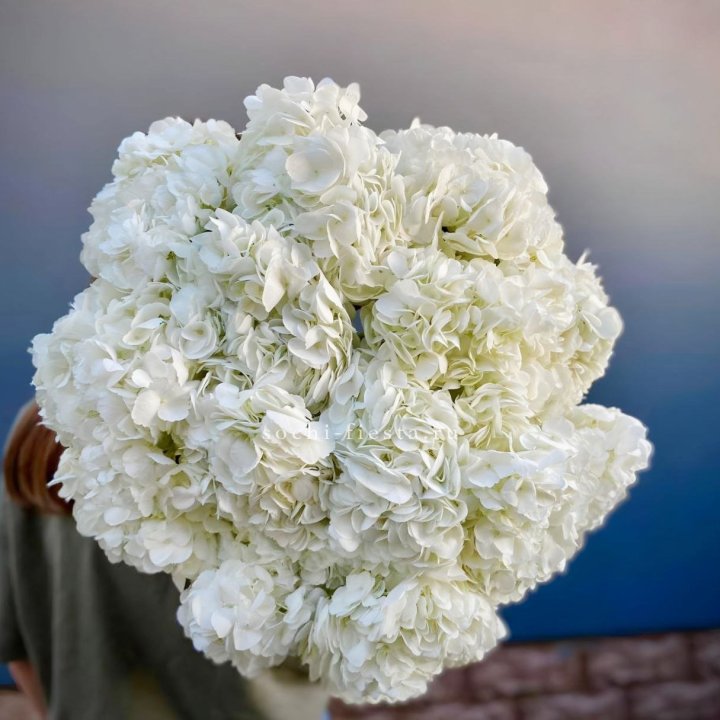 Охапка белой гортензии в Калининграде
