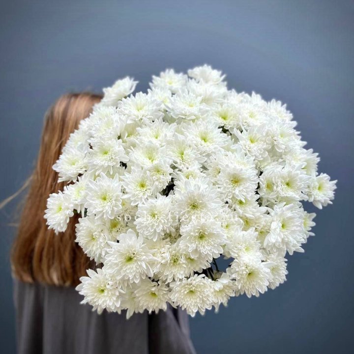 Охапка Хризантемы кустовой в Калининграде