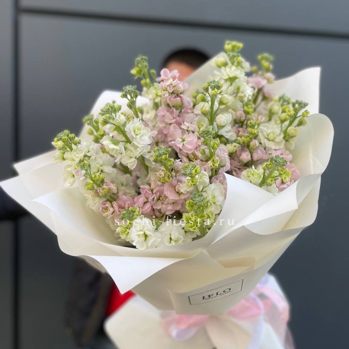 29 маттиол  в Калининграде