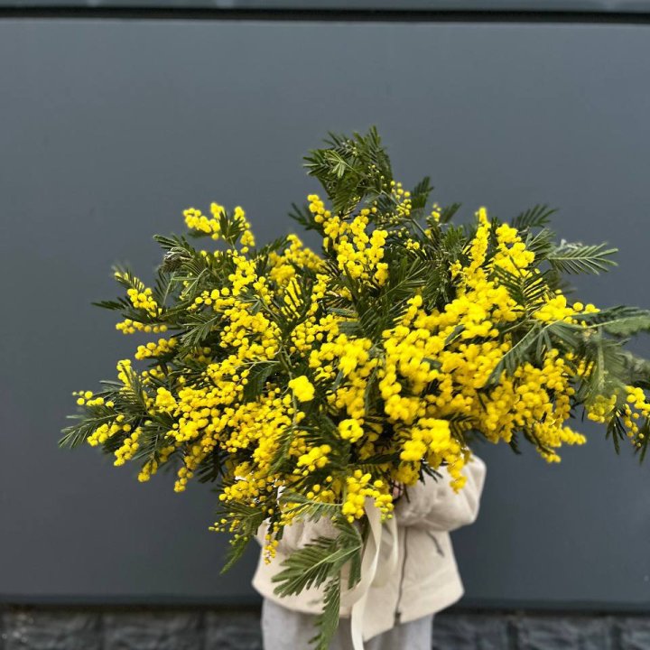 Охопка мимозы в Калининграде