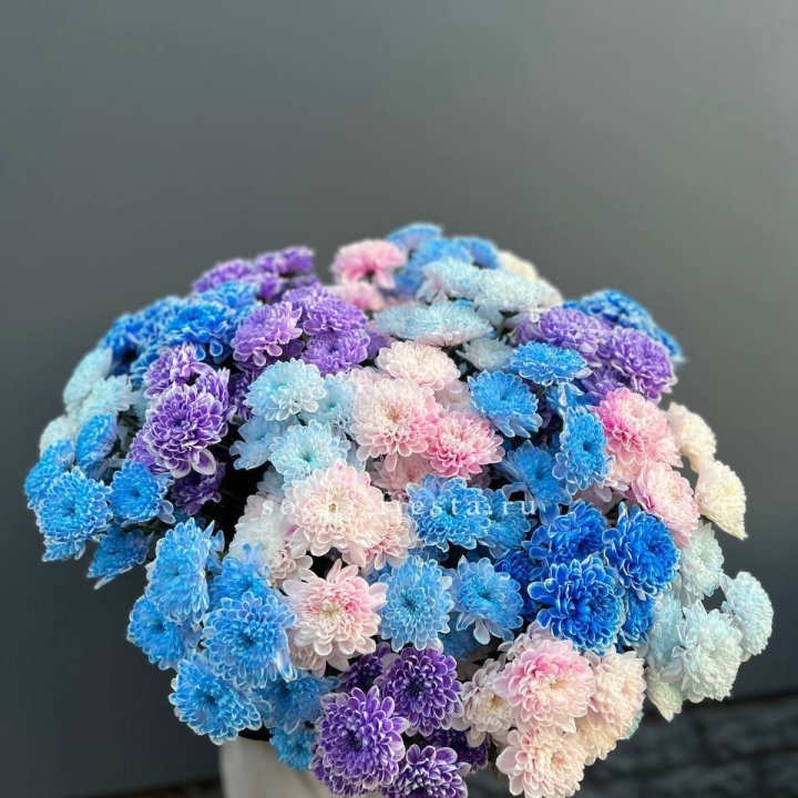 25 цветных хризантем в Калининграде