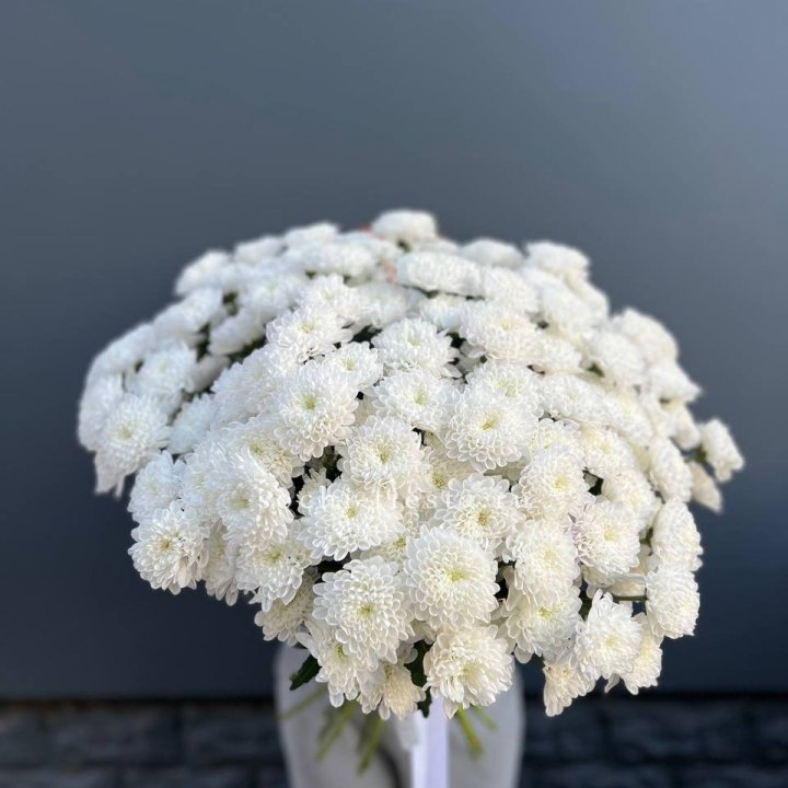  25 хризантем белых в Калининграде