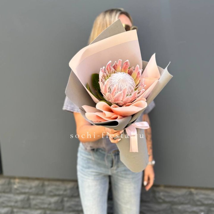 Протея мини  в Калининграде