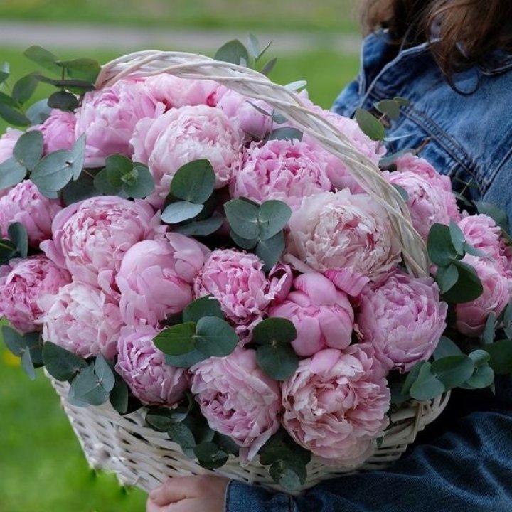 51 пион в корзине в Калининграде