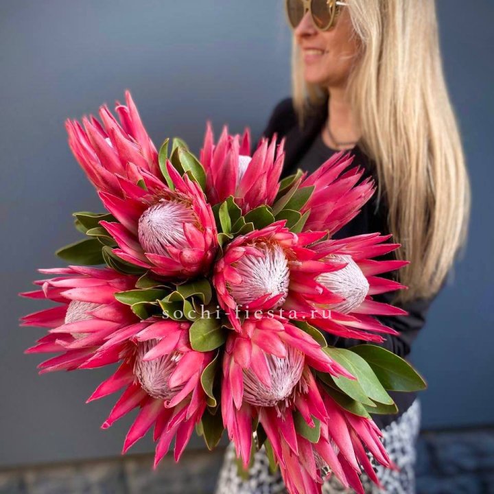 Протея штучно в Калининграде