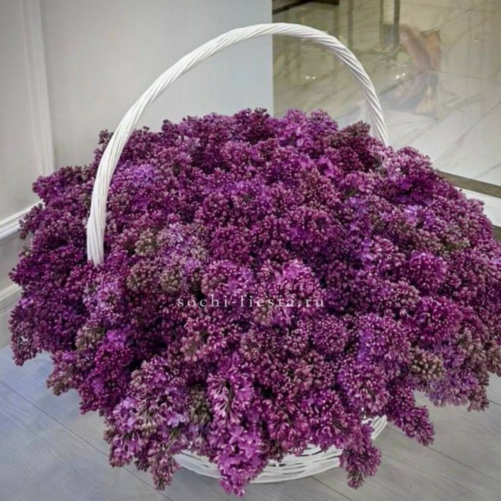 Корзина сирени в Калининграде