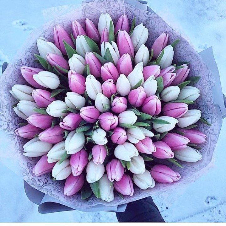 101 тюльпан "Лолипоп" в Калининграде