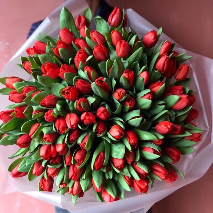 101 красный тюльпан в Калининграде